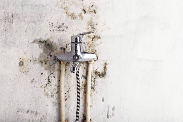 Home Mold Removal in Wolf Trap, VA