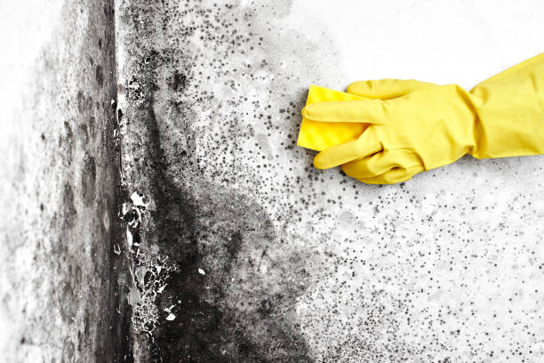 Best Professional Mold Removal  in Wolf Trap, VA