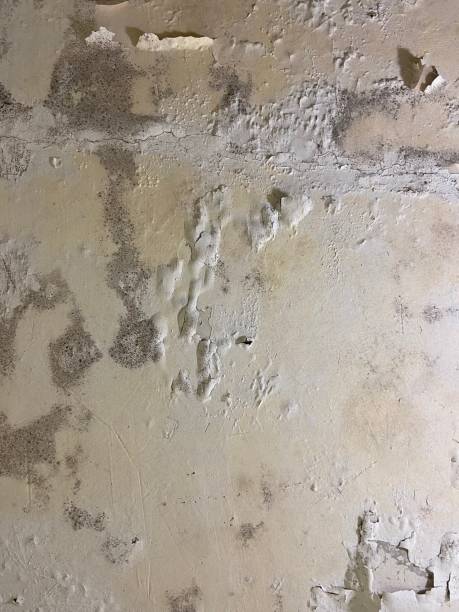 Best Emergency Mold Removal  in Wolf Trap, VA