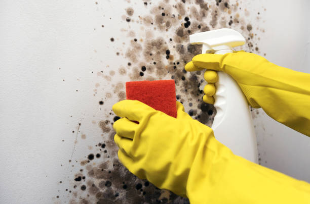 Best Black Mold Removal  in Wolf Trap, VA
