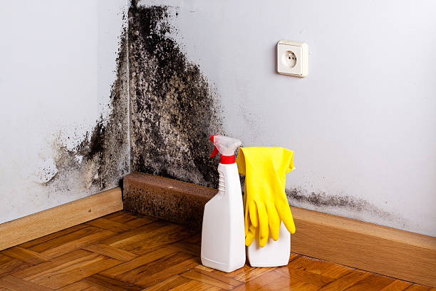 Best Affordable Mold Removal  in Wolf Trap, VA