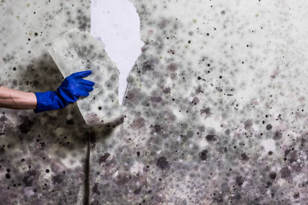 Trusted Wolf Trap, VA Mold Removal Experts