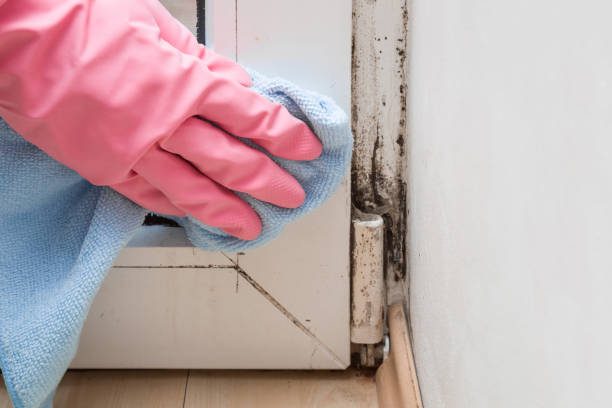 Best Attic Mold Removal  in Wolf Trap, VA