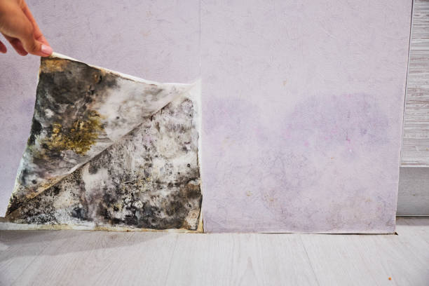 Attic Mold Removal in Wolf Trap, VA
